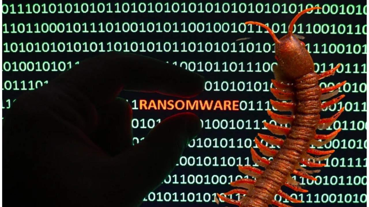 who is the rhysida ransomware gang?